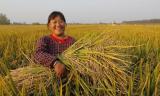 直播助手
:水稻旱直播除草药剂及方案推荐