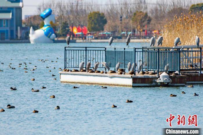 珠大赛
:上海野生鸟类监测点网络覆盖各种生境 迄今记录519种鸟