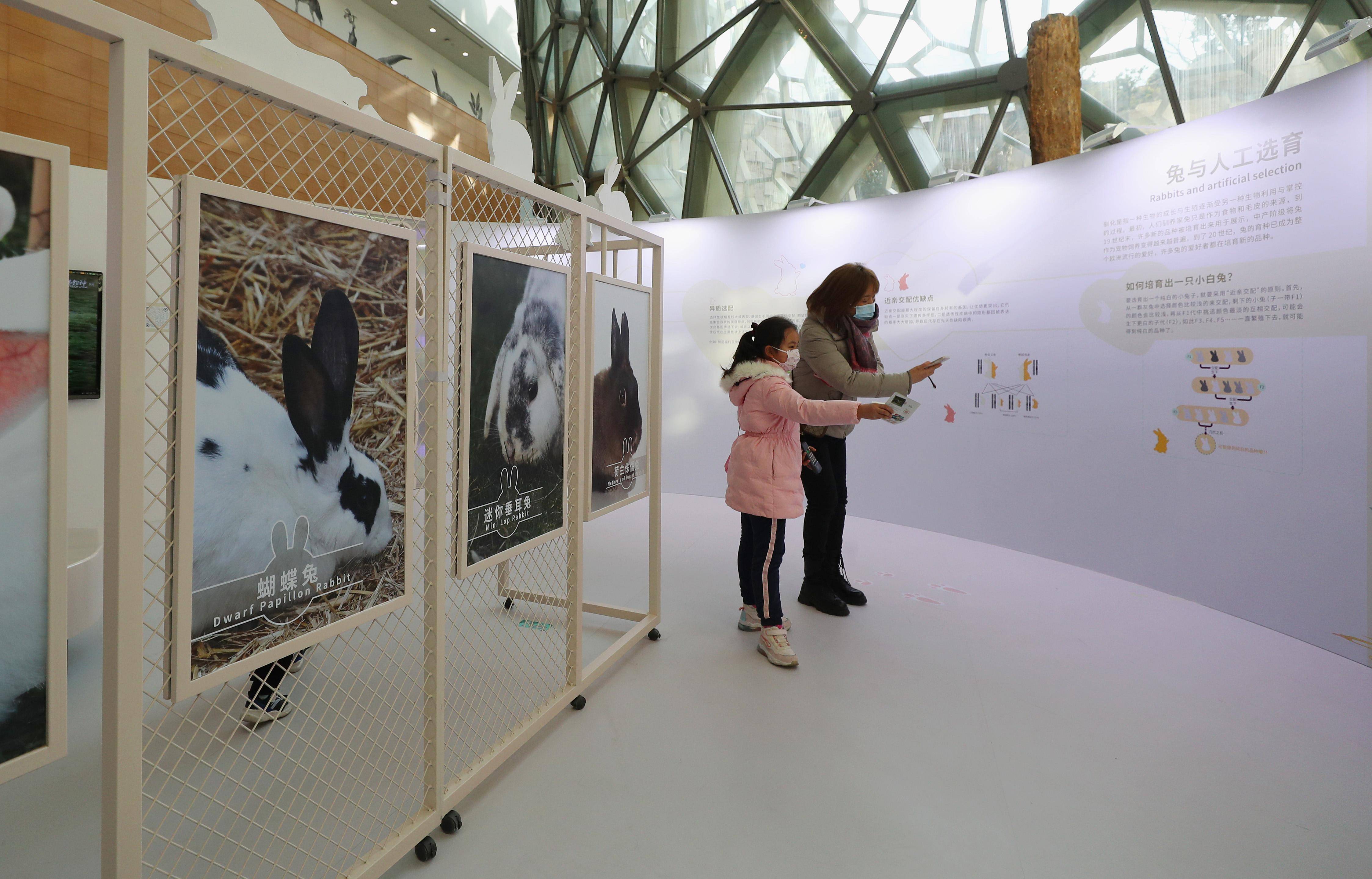 抖音互动游戏兔子去哪儿
:（社会）上海举办兔年生肖展