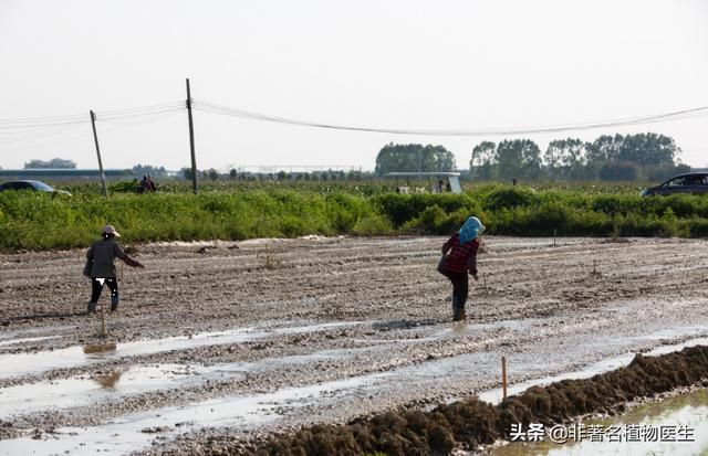 种了2000亩地，想用植保无人飞机直播水稻，应该怎么做呢？
