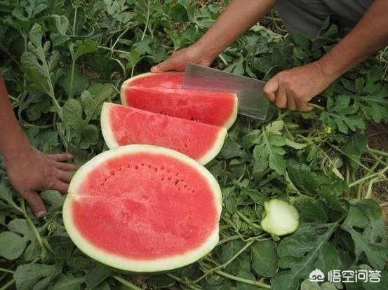 媒体报道:河南600万斤的瓜农，在城市里搞无人售货点，这种方法值得推广吗？
