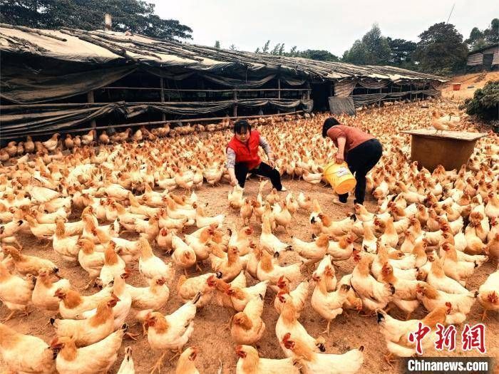 互动吃鸡:广西“养鸡村”变现“鸡”遇 助粤港澳民众“吃鸡自由”